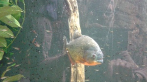 Piranha inside the Biodome.