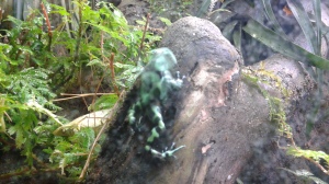 A poison frog at the Biodome.