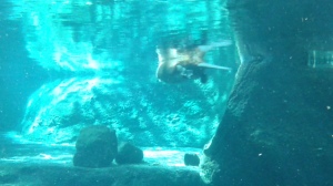 A beaver at the Biodome, swimming away from its observers.