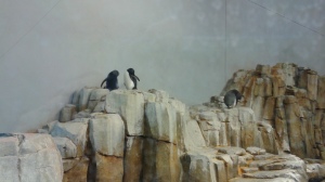 Penguins at the Biodome.