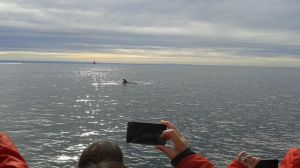 A pod of Minke whales that surfaced dozens of times. Exciting!